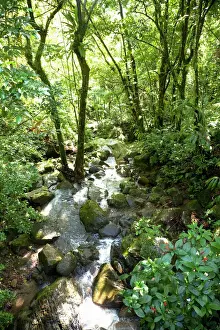 Shrub Prints: Puerto Rico - Filtered sunlight is shining down on a tropical forest stream. Vertical
