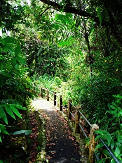 Editor's Picks: Puerto Rico, Luquillo, El Yunque National Forest, Trail