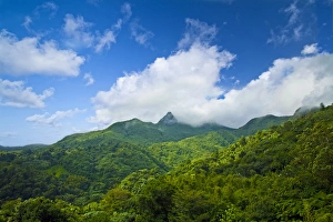 Images Dated 20th January 2009: Puerto Rico, Luquillo, El Yunque National Forest, Tropical Rainforest