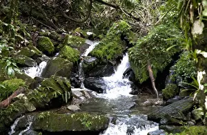 Brook Prints: Puerto Rico - River water is cascading over rocks as it passes though a tropical setting
