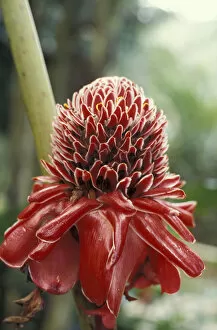 Images Dated 12th October 2004: Puerto Rico, Tropical flower