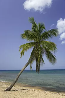 Caribbean Collection: Puerto Rico, Vieques. Coconut palm tree on Green Beach