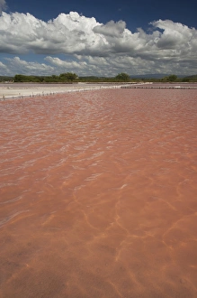 Images Dated 14th December 2009: Puerto Rico, West Coast, Cabo Rojo, Corozo salt pond