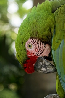 Jalisco Prints: Puerto Vallarta, Mexico. Military Macaw