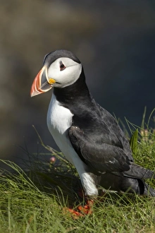 Images Dated 9th May 2010: Puffin (Fratercula arctica), Staffa, off Isle of Mull, Scotland, United Kingdom