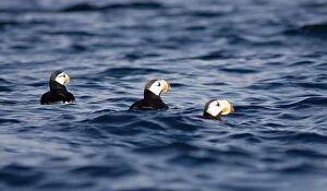 Images Dated 27th August 2005: Puffins on Resurrection Bay, Kenai Fjords National Park