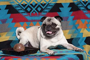 Sweet Prints: Pug lying on southwestern blanket MR