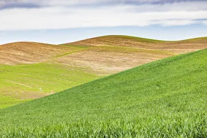 Cloudy Prints: Pullman, Washington State, USA. Rolling wheat fields in the Palouse hills