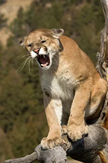 Images Dated 14th September 2006: Puma or mountain