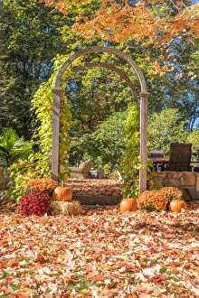 Massachusetts Prints: Pumpkin and Mums, Fall Foliage, Reading, Massachusetts, USA
