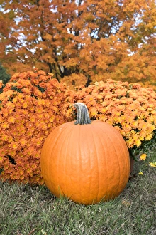 Reading Prints: Pumpkin and Mums, Fall Foliage, Reading, Massachusetts, USA