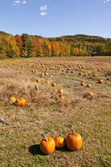 Images Dated 29th July 2019: Pumpkin patch and autumn leaves in Vermont countryside, USA