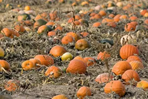 Images Dated 26th October 2006: A pumpkin patch in Fruitland, Idaho