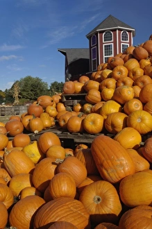 Farm Land Prints: Pumpkins on farm in autumn near Concord, Massachusetts