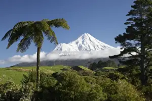Punga (tree fern) and Farmland near Stratford and Mt Taranaki / Mt Egmont, Taranaki