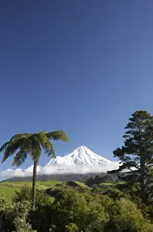 Egmont Np Prints: Punga (tree fern) and Farmland near Stratford and Mt Taranaki / Mt Egmont, Taranaki