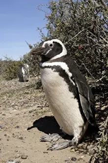 Gravel Prints: Punta Tombo, the largst South American Magallanes pinguins colony, is on the Patagonian