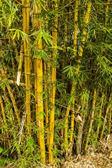 Bamboo Prints: Puntarenas, Costa Rica