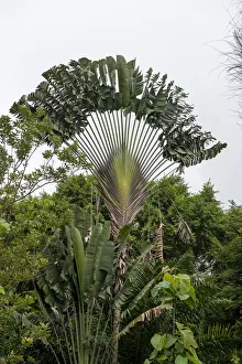 Images Dated 22nd May 2018: Puntarenas, Costa Rica
