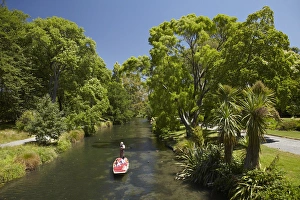 Images Dated 17th January 2012: Punting on the Avon, Christchurch, Canterbury, South Island, New Zealand