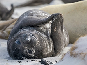 Malvinas Prints: Pup of southern elephant seal during mating and pupping season on a beach on Sea Lion Island