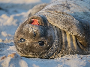 Malvinas Prints: Pup of southern elephant seal during mating season on beach of Sea Lion Island