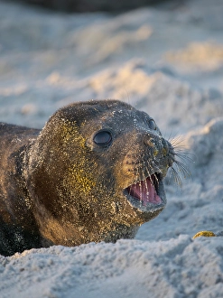 Malvinas Prints: Pup of southern elephant seal during mating season on beach of Sea Lion Island
