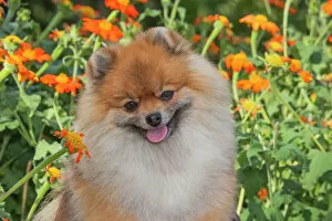 Images Dated 3rd September 2005: purbred, pomeranian, sitting, flowers