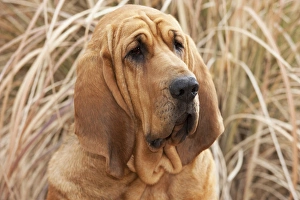 Scent Prints: Purebred Bloodhound headshot in dried grass