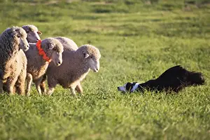 purebred border collie, Border collie challenging 3, three, merino sheep