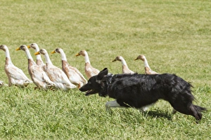 Images Dated 12th September 2010: Purebred Border Collie herding ducks