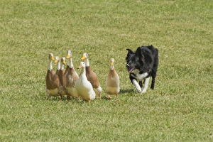 Canis Lupis Familiaris Prints: Purebred Border Collie herding ducks