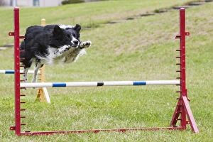 Images Dated 21st July 2005: purebred border collie jumping agility jump