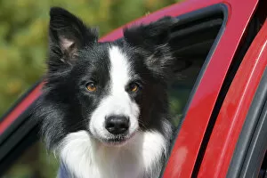 Purebred Border Collie looking out red truck window