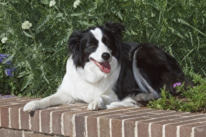 Canis Lupis Familiaris Prints: Purebred Border Collie lying on wall