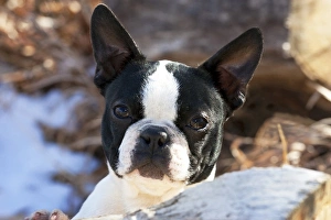 Canis Lupis Familiaris Prints: Purebred Boston Terrier, puppy