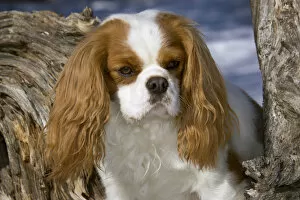 Purebred Cavalier King Charles Spaniel, head and shoulders