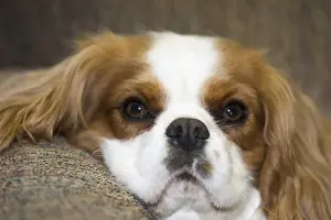 Blenheim Prints: purebred cavalier king charles spaniel lounging on couch