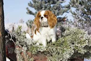 Charles Prints: Purebred Cavalier King Charles Spaniel sitting in a wheel barrow in snowy frosty