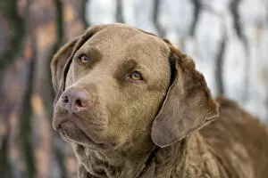 Images Dated 31st March 2007: Purebred Chesapeake Bay Retriever, intense, eyes