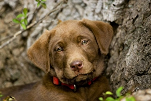 Images Dated 24th April 2007: purebred chocolat labrador retriever puppy 9 weeks old head shot