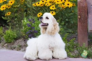 Canis Lupis Familiaris Prints: Purebred Cocker Spaniel