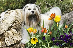 Purebred Lhasa Apso stading in spring flowers