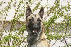 Images Dated 17th April 2005: Purebred Malinois in front of bushes and light tan building