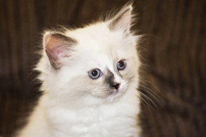 Images Dated 7th May 2007: Purebred Rag Doll Cat