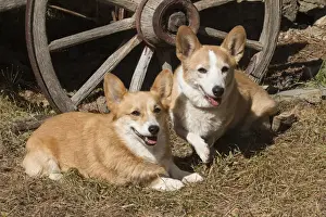Purebred Welsh Corgi_Cardigan, Pembroke next to wagon wheel