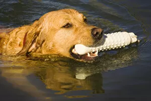 Purebred Yellow Labrador swimming with dummy, reflection