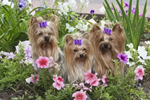 Purebred Yorkshire Terrier in flowers