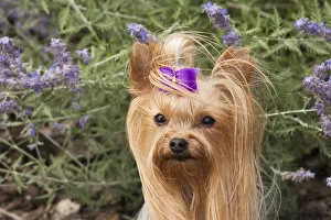 Purebred Yorkshire Terrier purple bow, flowers