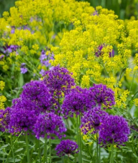 Images Dated 20th February 2019: Purple allium blooming amongst yellow flowering plants